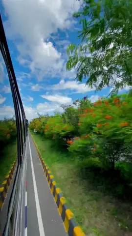 ফুল তো গাছে সুন্দর তাই না