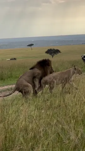 1/2 Remaining Blackrock Kings Orpadan making more babies with Rongai queen 👑  Cr Richard generally  #lionlover #saveanimals justiceforolobor justiceforoloisiadu justiceforlorkulup #followers➕  #fyp #viral 