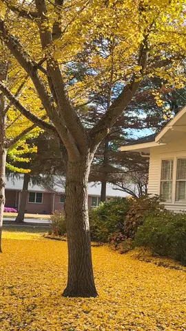 #northcarolina 🍁🧡🍂