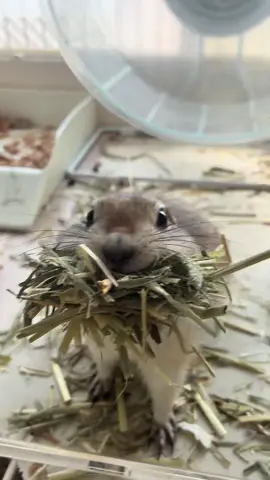 草運び屋🌱最近めちゃくちゃ働きます#リチャードソンジリス #リス #RichardsonsGroundSquirrel #GroundSquirrel #ペットのいる暮らし 
