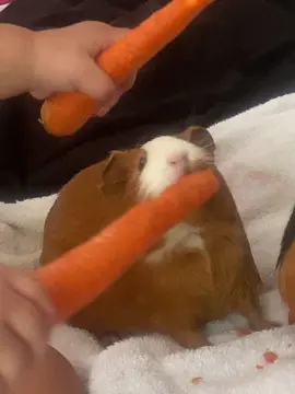 “Kobe’s a real farmer now!” 😆 #guineapigsoftiktok #guineapig 
