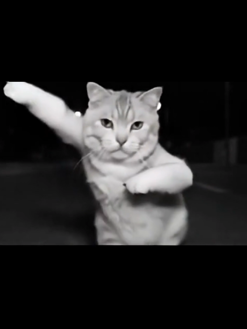 #cat #animals #viral #ai #meme 