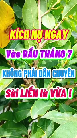 SỬ DỤNG ĐỀU ĐẶN COMBO KÍCH NỤ NÀY LÀ CÂY MAI CỦA MỌI NGƯỜI SẼ PHÂN HÓA MẦM HOA MẠNH HƠN, ĐỒNG LOẠT HƠN, NỤ CHẮC KHỎE, MẬP MẠP HƠN VÀ KHI TRỔ HOA SẼ TO HƠN VÀ ĐƯỢC BỀN MÀU HƠN !!! 📢 VÀI THÔNG TIN VỀ SẢN PHẨM CHO MỌI NGƯỜI THAM KHẢO : 👉 COMBO KÍCH NỤ MAI 📌Công dụng : - Phân hóa mầm hoa mạnh, tạo mầm hoa đều, chắc chắn. - Lá nhanh già, giòn, xanh và dày. - Ra hoa tập trung, đồng loạt, hạn chế nghẹn hoa, chai đầu hoa. - Hoa nở to, tươi lâu, hạn chế đen mụn hoa. - Chống hình thành tầng rời, dai cuống, chống rụng hoa. 🔍Hướng dẫn sử dụng : - Giai đoạn tạo mầm: Dùng 20g cho 20 lít. Gói 200g sử dụng 200 lít nước. Có thể sử dụng lại lần 2 sau 7 – 10 ngày. #maivang #muabanmaivang #xuhuong #xuhuongtiktok2025 #viral 