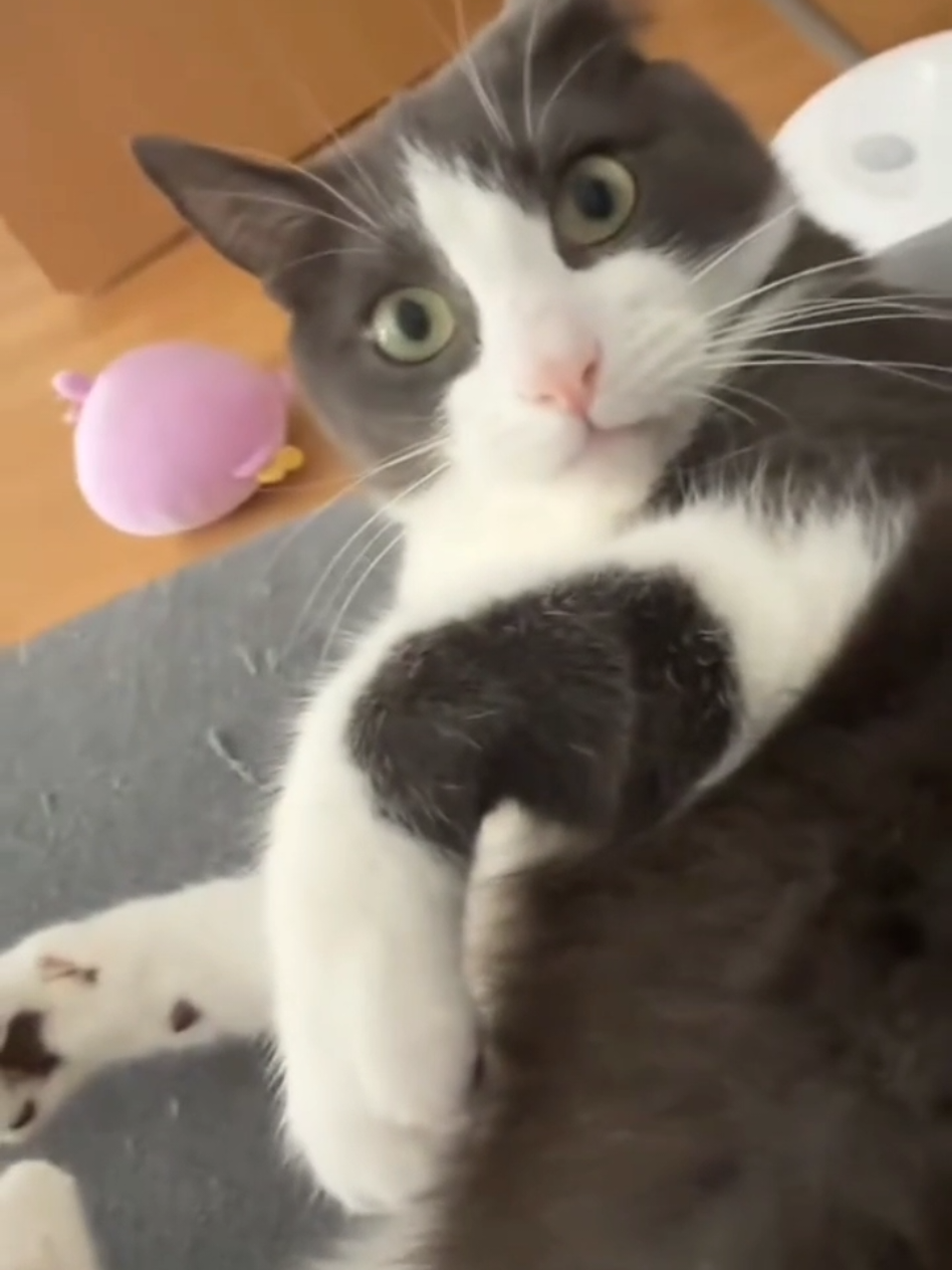 #cat #cute #catvideo #cutecat #funny 