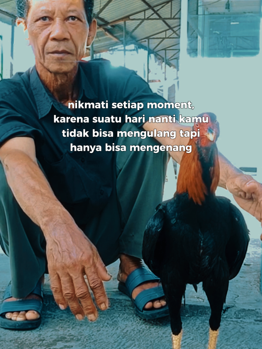 ayam bangkok yang sebenarnya  #ayam #ayambangkoksuper #lucu #fyppppppppppppppppppppppp 