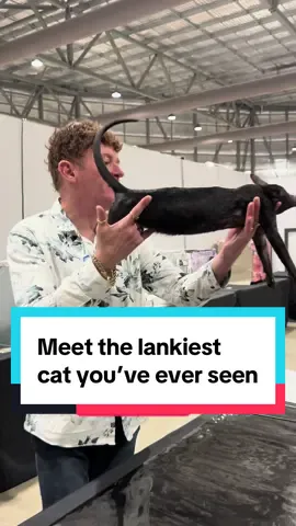 Bro’s built just like us fr 🙂‍↕️ meet the black smoke oriental at the Sydney Cat Lover’s festival #catsoftiktok #cat #pets #orientalcat #cats 