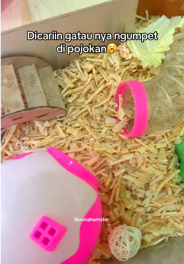 Ngerti namanya kalo dipanggil adek🤏🏻 #hamster #noonahamster #hamstersoftiktok #hamstergang #petshophamster 