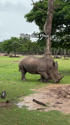Phúc ơi #VinWonders #GreenCreator #dulich #vinpearlsafariphuquoc #banthan
