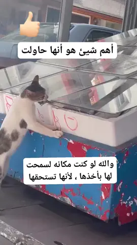 #ابشعب_الصيني_ماله_حل😂😂 #قطه 
