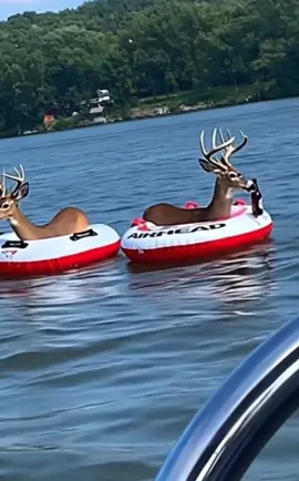 The things you see😅😂 #deer #lake #veo3 #ai #fyp 