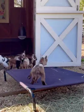 Have an awesomeday! #FunnyAnimals #CuteAnimals #AnimalTok  #PetTok #Funnyvideos