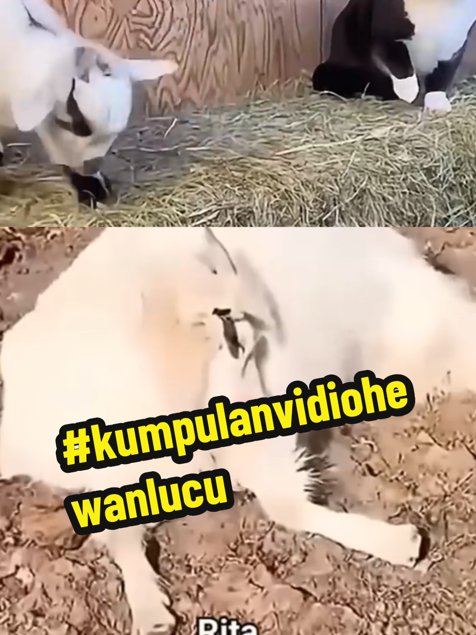 kumpulan vidio tingkah lucu Binatang peliharaan  #hewanlucu  #tingkahlucukucing  #vidioviral #foryou  #trending 