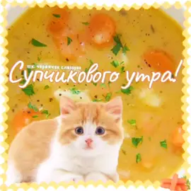как же дома хорошо  #суп #добро #открытка #открыткв #кошко 