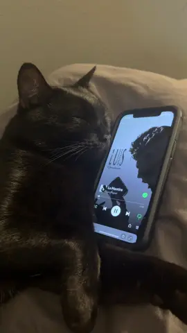 I love this song sm #lamentiraluismiguel #luismiguel #blackcat #sleepycat #lamentira 
