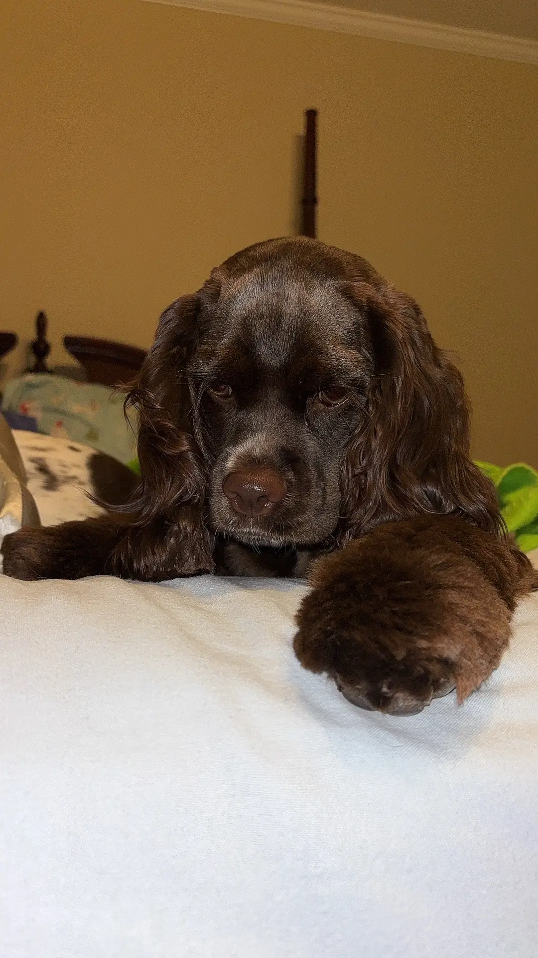 My lucy