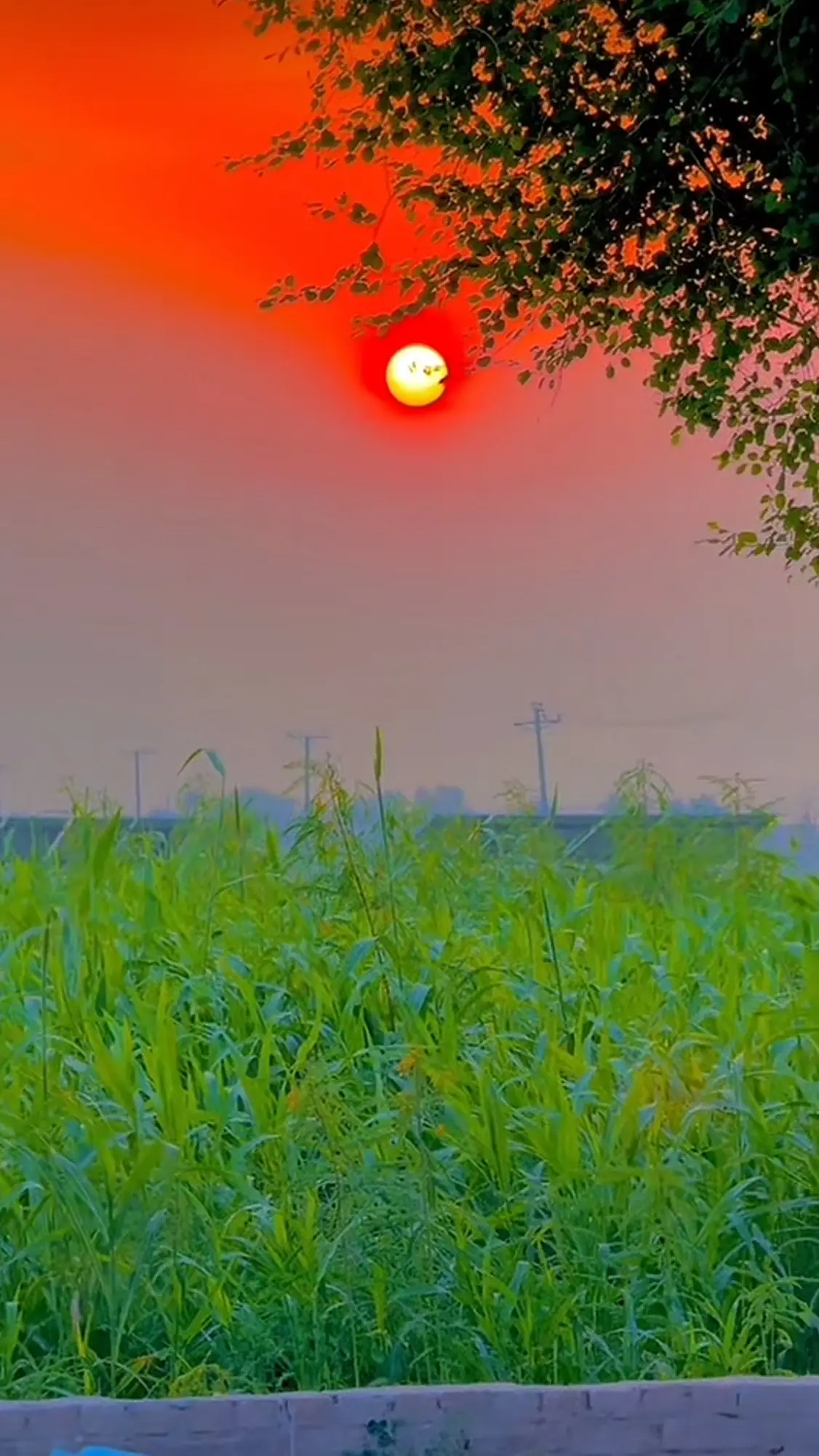#punjab❤️✨🥀🌴🍁✅🍁🍂 @🦅علی اُسامہ جپہ☠️🖤 