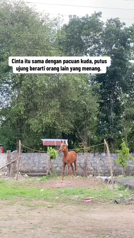 #fypage #kudapacuan🐎 