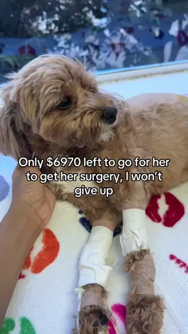 Day 3: someone else donated today and it gives me so much hope 🥺 my raisin is a fighter 🥹 GOFUNDME is in bio 💕  #gofundme #dogdonation #dogsurgery #fyp #goviral 
