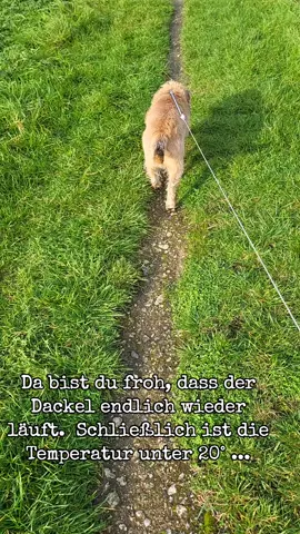 #wärme #hunderunde #dackelstreik 