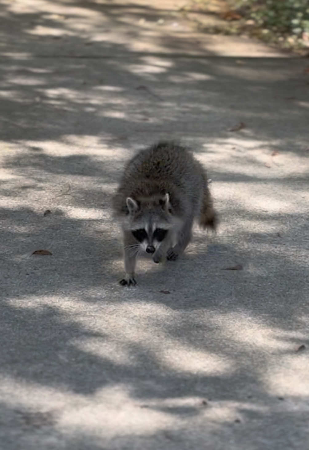 He’s always up to something, going in yards, climbing trees #raccoon #wild #fyp 