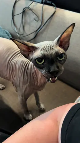 Вимагає уваги - кричать і підставляє бочок. Це Ентоні #cat #catsoftiktok #sphynx #sphynxoftiktok #sphynxtok 
