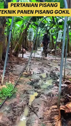 PERTANIAN PISANG Teknik panen pisang GOKIL Keren, kreatif dan murah meriah #pisang #idepanen #kreatif #keren