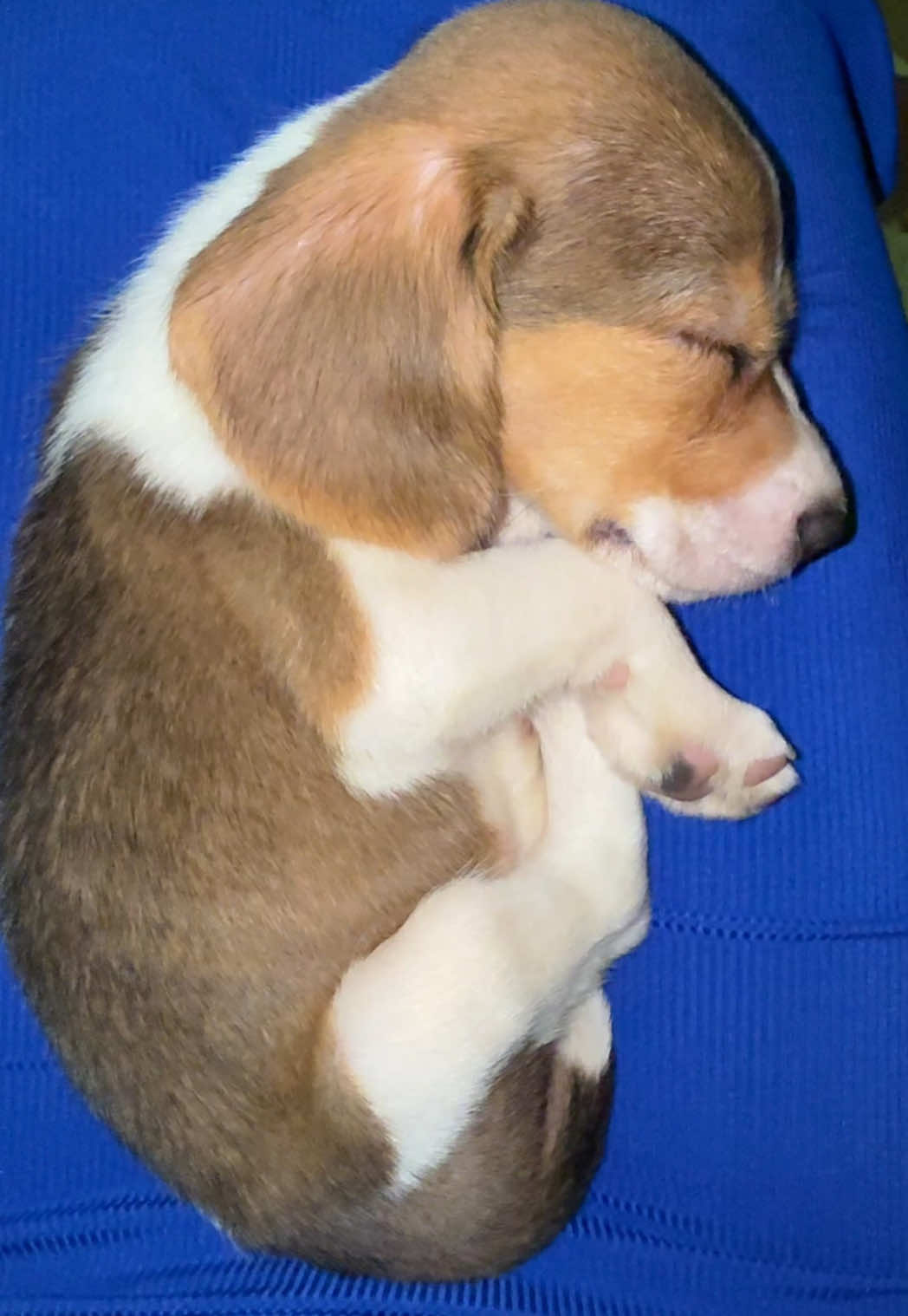 Benji 🤎🐶  #benji #beagle #perte 