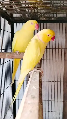 #fyp #viralvideo #birdsoftiktok #unfrezzmyaccount #fyp 