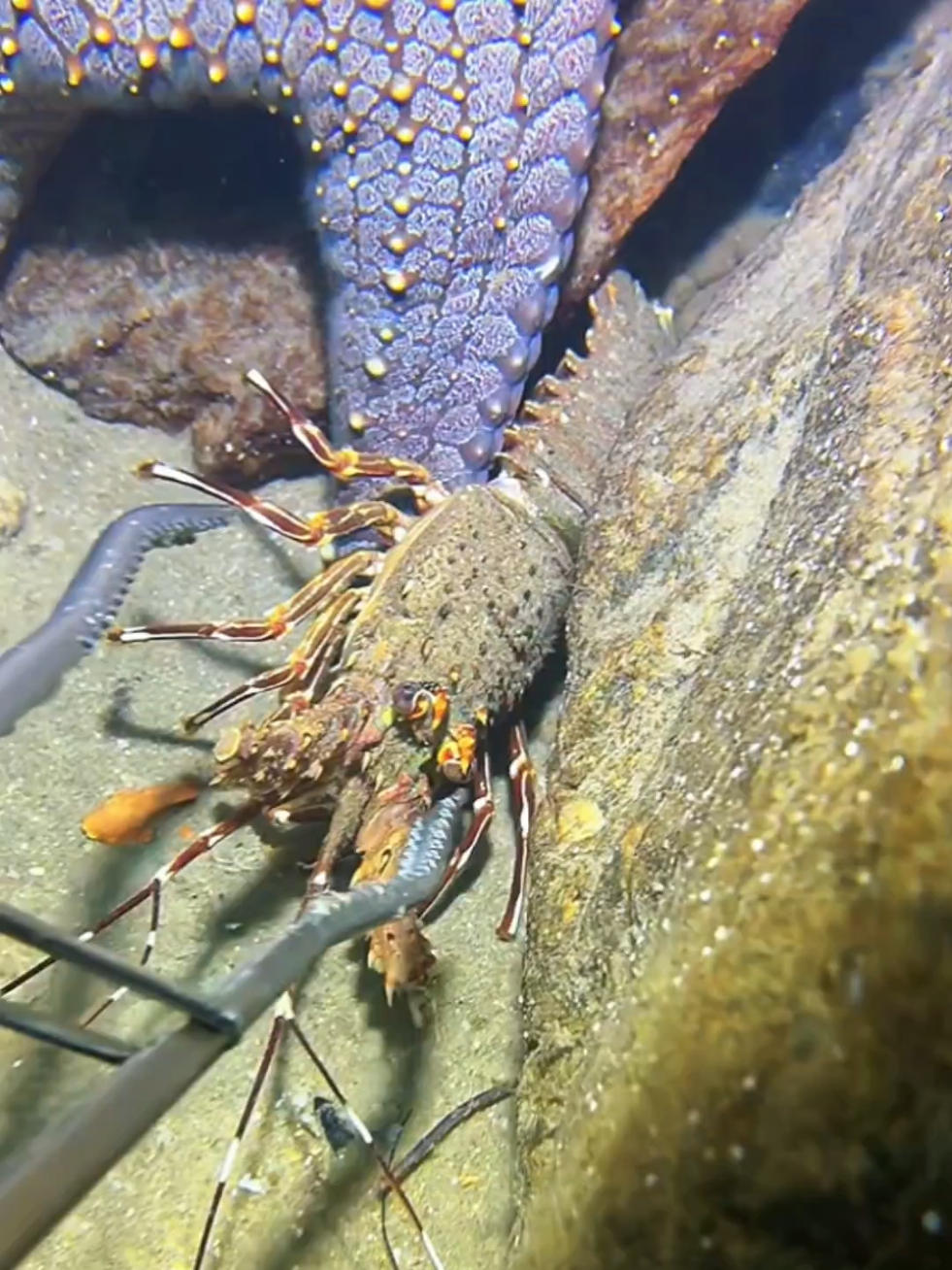#diving #crab #catchthesea #seaside #seafood 