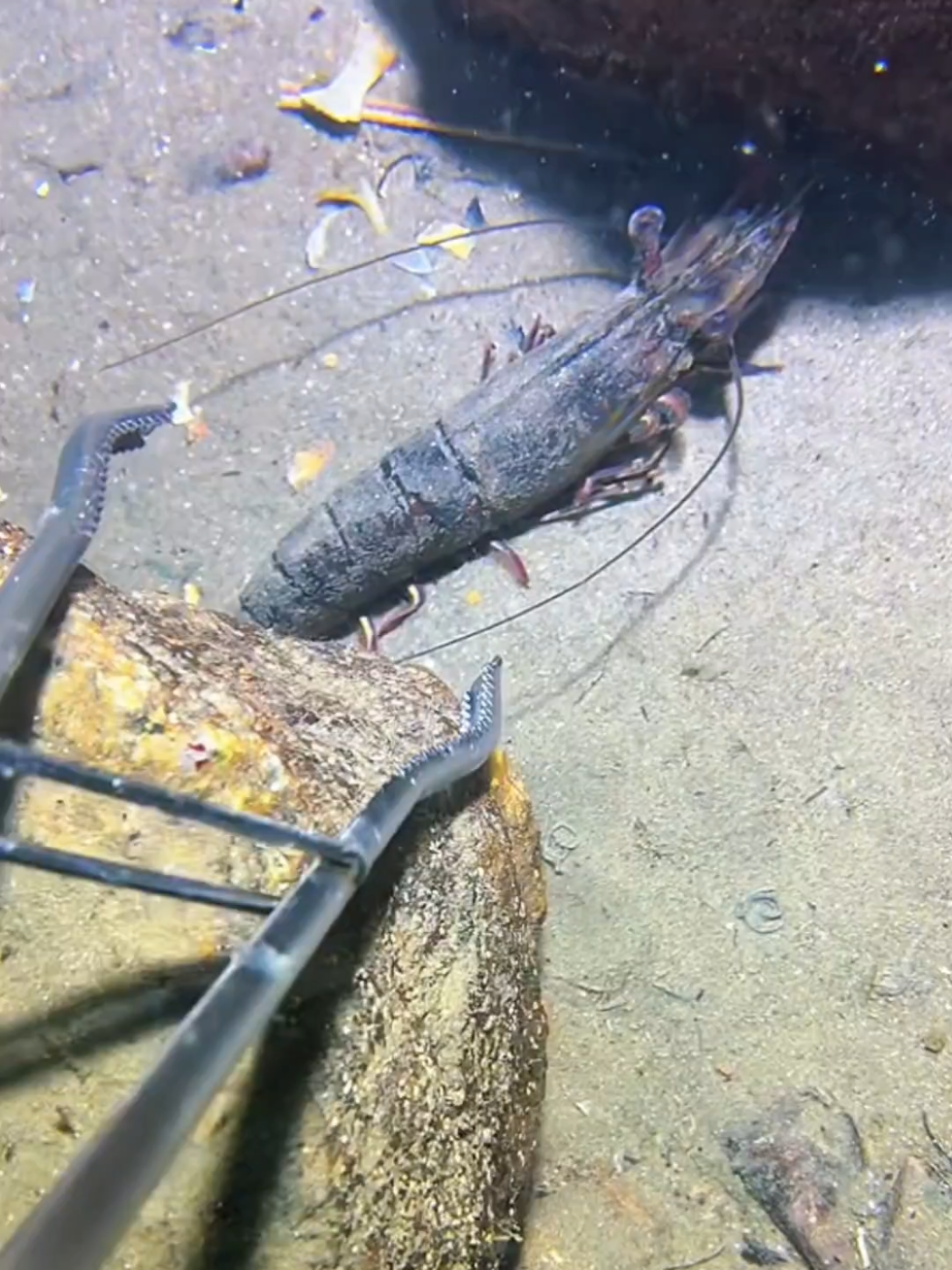 #diving #crab #catchthesea #seaside #seafood 