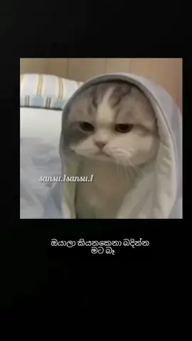 විහිලුවක් වත් තේරෙන්නෑනෙ 😊අම්මා කියනවනම් හා ඉතිම් 🫣😍 #millionviews #viralvideo #tiktokviral 