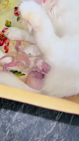 Agar ap ka ghar billi nai kbi bachy diey Hn . Cat lovers #foryoupage #whitecats #mothercat #blackkittens #brownkitten 