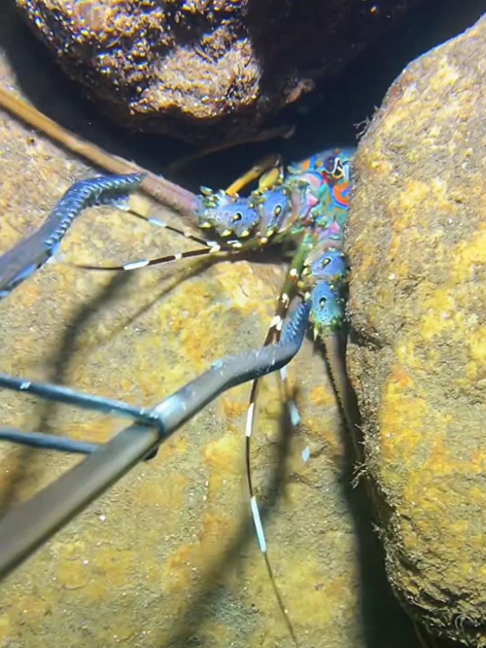 #diving #crab #catchthesea #seaside #seafood 