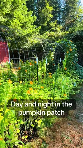 #pumpkinpatch #trellis #daynnite #garden #backyardvibes 