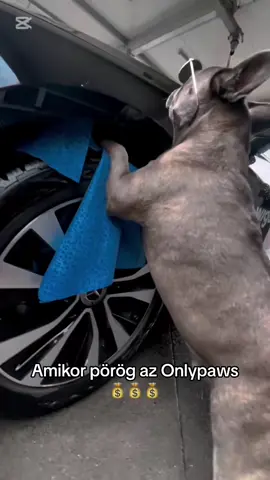 Bogyinak porog az onlypaws #fyp #foryou #neked #nekedbe #nekedbelegyen #puppiesoftiktok #frenchie #frenchiesoftiktok 