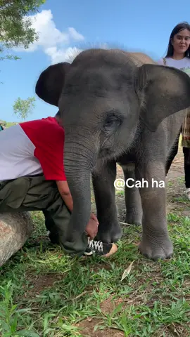 Nisa sudh muak dengan makanan, dia pengen cobain rasa mahot nya 🤣🐘#nisa#waykambas #fypシ゚viral🖤tiktok #fypシ゚viral🖤tiktok #fypシ゚viral🖤tiktok 