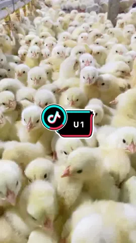 Ayam Broiler Umur 1 Hari #ayambroiler #trendingsong #chicken #doc #peternakmuda 