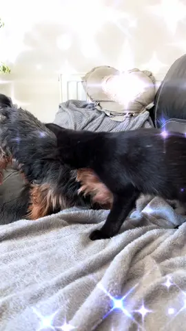 La toilette 🤣🤣🤣#viral_video #mainecooncat #viral #chatnoir #mainecooncat 