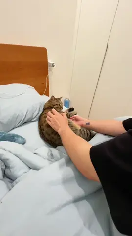 #catgpt #cat 