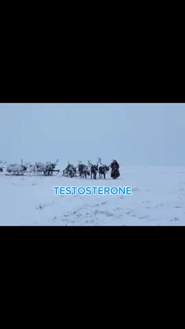 Inuits #inuits #testosterona #coldclimate #primaldiet 