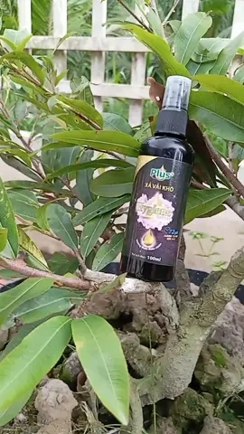 Xịt thơm quần áo #thanhthuy☘️ #xitthom #giadungtienich #xitthomhygiene #xitthomquanao @𝐓𝐡𝐚𝐧𝐡 𝐓𝐡𝐮́𝐲☘️ @𝐓𝐡𝐚𝐧𝐡 𝐓𝐡𝐮́𝐲☘️ 