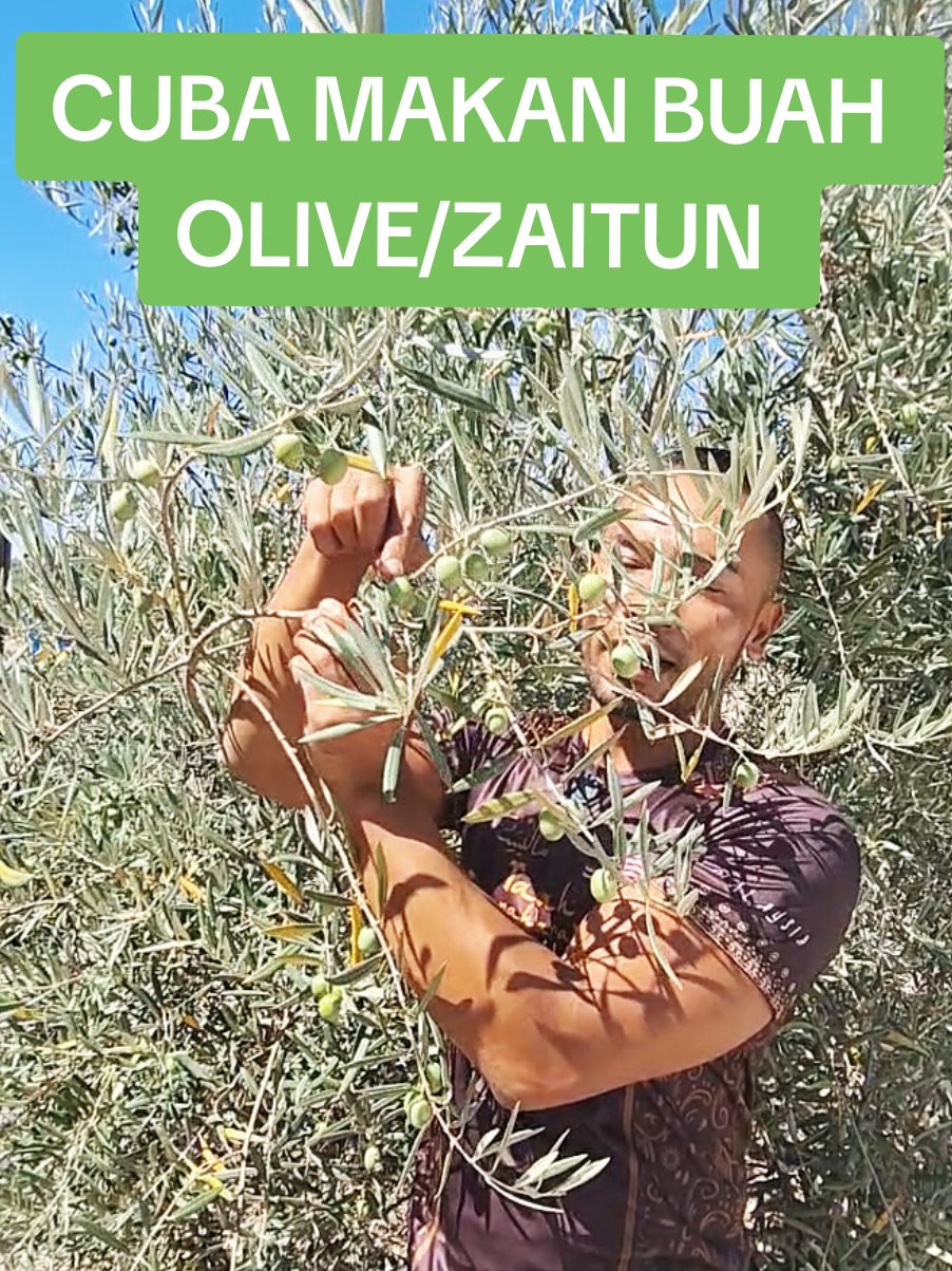 MAKAN BUAH OLIVE/BUAH ZAITUN #foryourepage #foryou #gordobaspain 