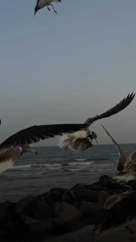 عظيم حظي فيك يوم جابك الله لدنيتي🎶🕊️#