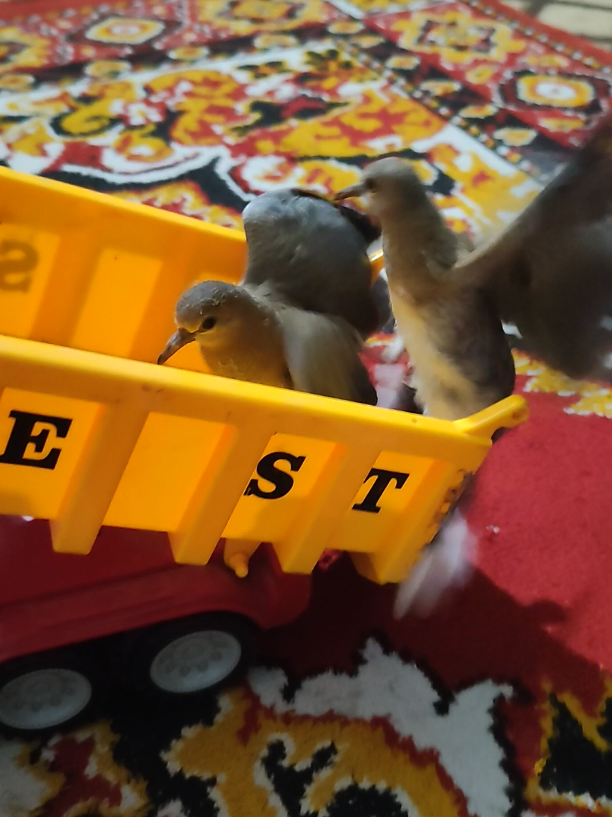 Dove 🕊️ babies unloading 🤣🤣 #foryou #bird #dove #parrot #truck 