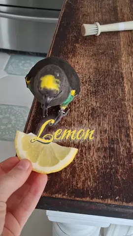 Not her favorite treat✨️💛🍋 #parrotsoftiktok #birdtok🦜 #BirdsSupportingBirds #memestiktok #fyp 