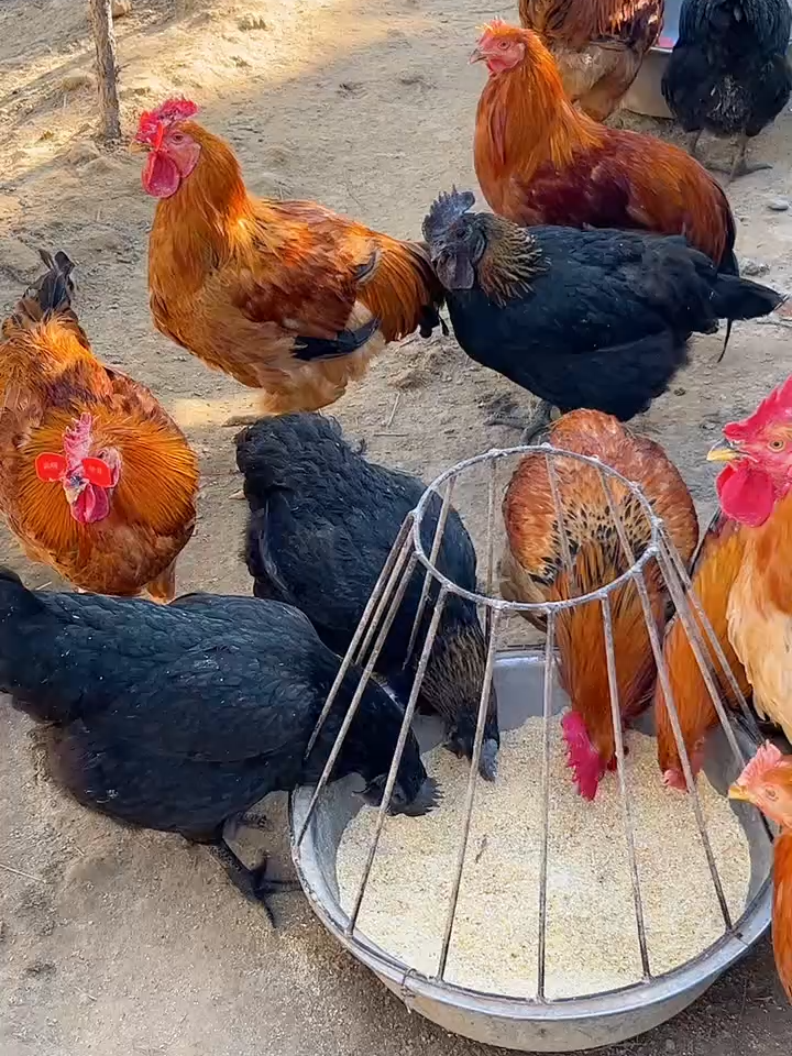 eating#hen #eatingbirdfood #chicken #birds #usa