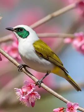 pleci jepang  ##pleci #plecidakun #burung #burungpleci #plecigacor 