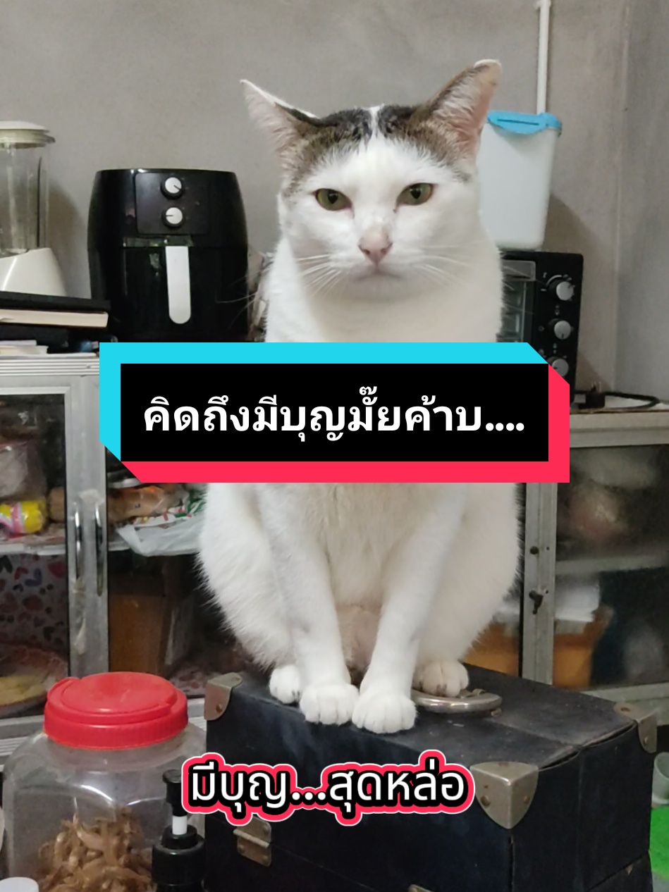 มีบุญมาแล้วค้าบ😻#มีบุญ #ทาสแมว #แมวหล่อ #แมวน่ารัก #cat 
