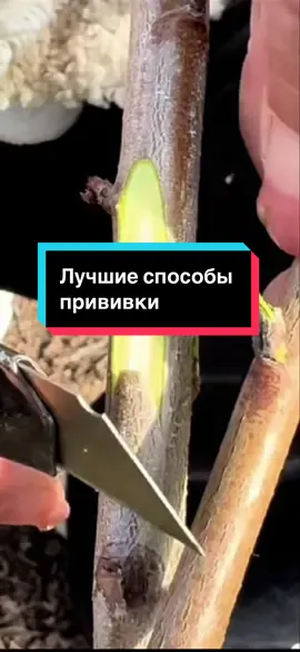 Несколько сортов на одном дереве #сад #огород 