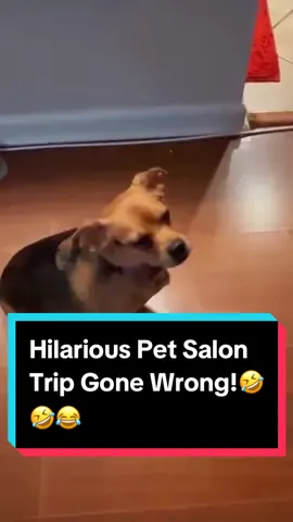 Hilarious Pet Salon Trip Gone Wrong! 🤣🤣🤣 #voiceover #PetsOfTikTok #dogsoftiktok #catsoftiktok 